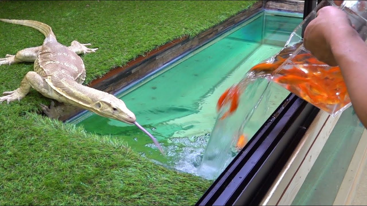 オオトカゲの水槽に大量の金魚を放流した結果・・・