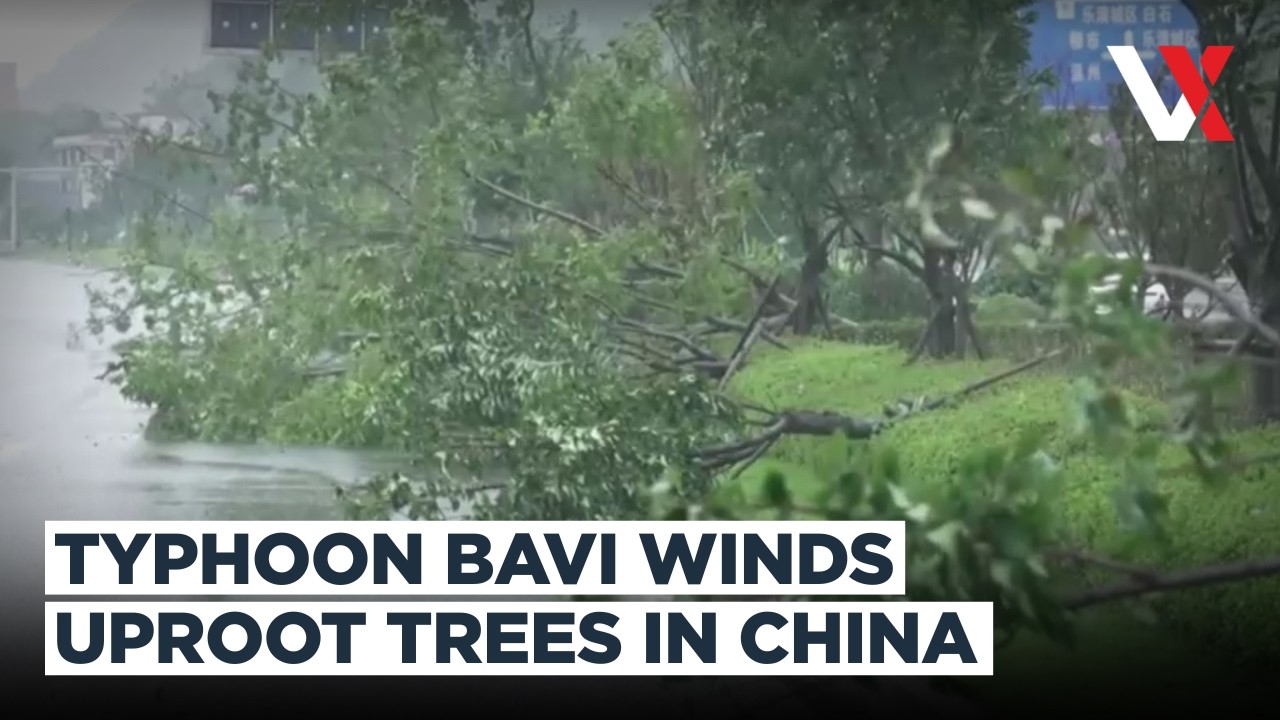 Typhoon Bavi Slams Eastern China | Trees Uprooted, Streets Flooded In Zhejiang | VERTEX