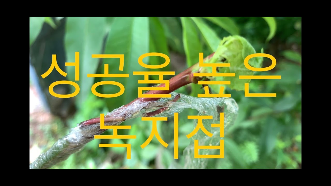 성공율 높은 녹지접 복숭아 나무에 살구나무 접목성공