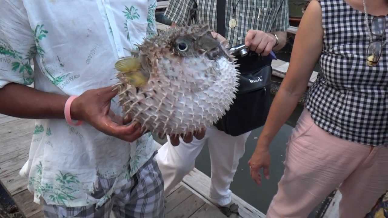 Poisson-boule ballon ;poisson-globe gonfle pour se défendre .