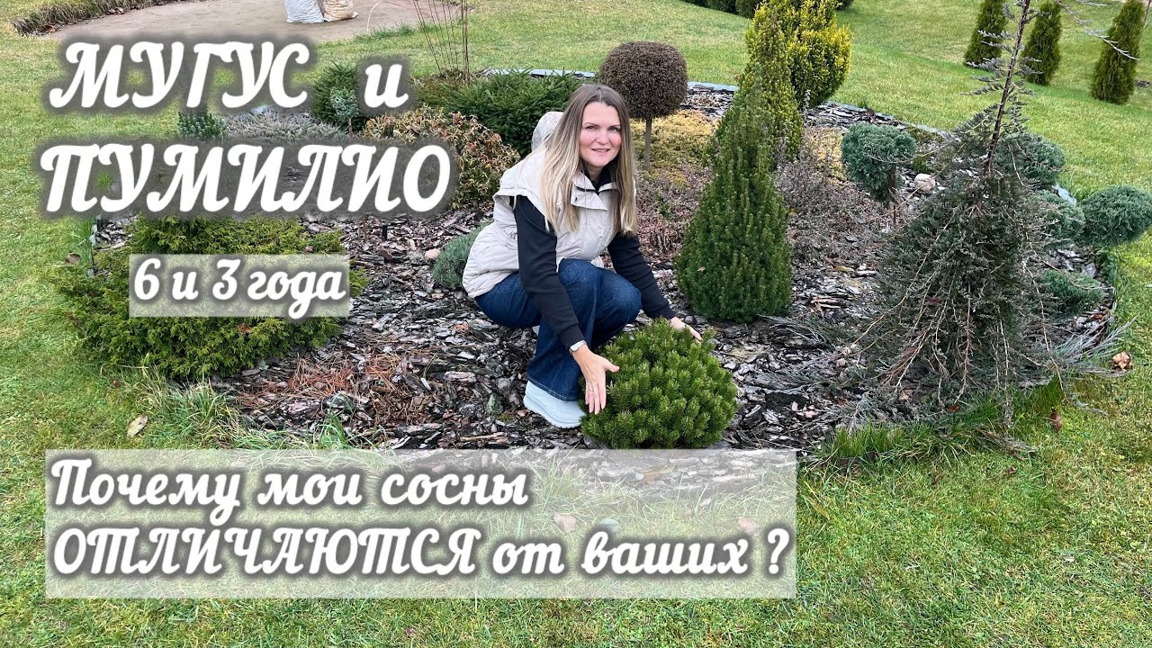Чем отличаются сосны Мугус и Пумилио. Почему мои сосны НЕ ПОХОЖИ на ваши?