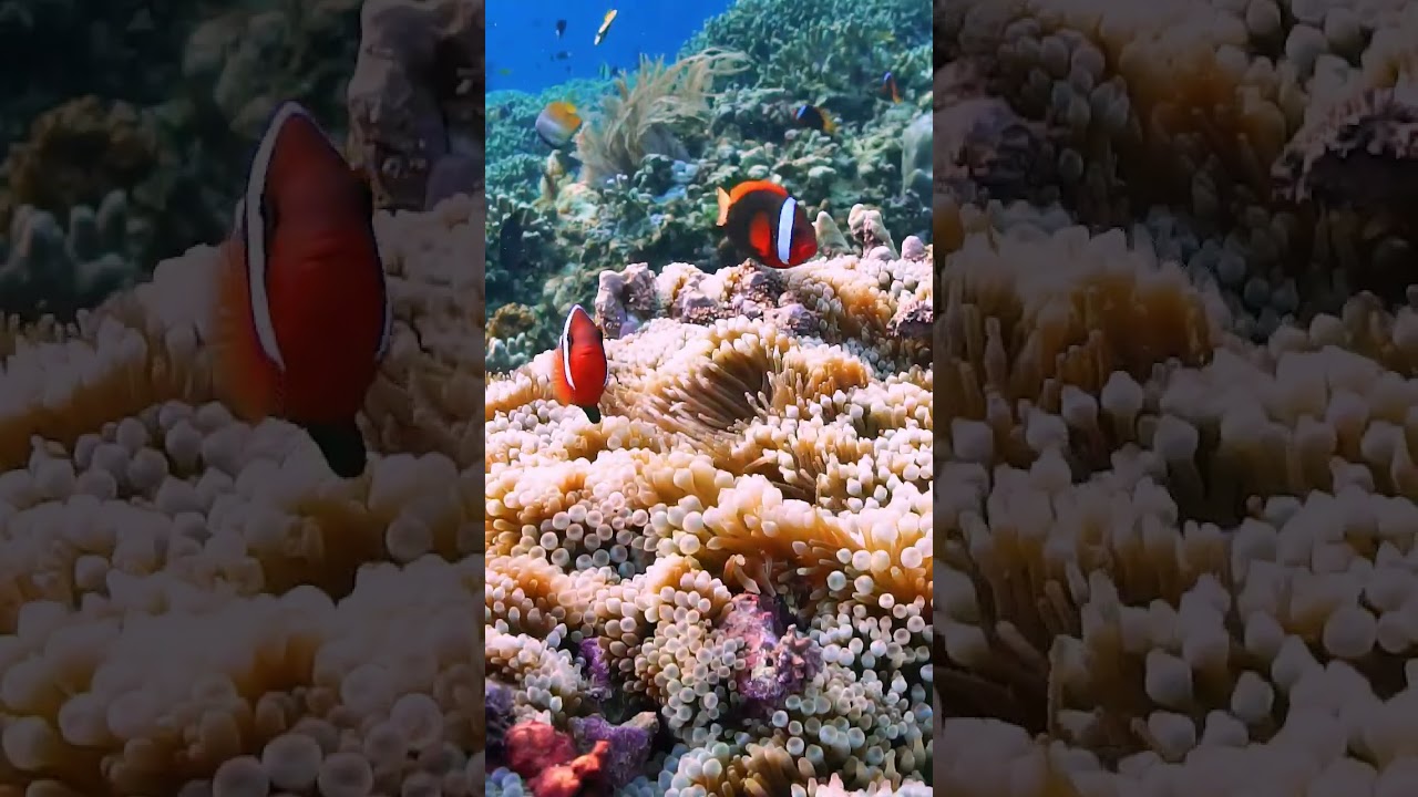 Clownfish love 🐠🌈 #freedive #clownfish #fish #ocean #underwater #sea #anemone #nature #scubadiving