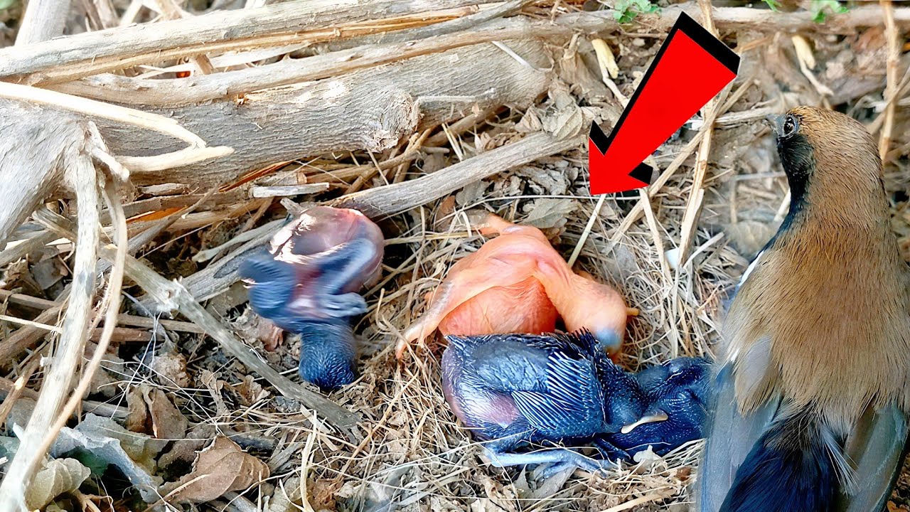 Cuckoo Baby Removes Black baby From Nest Unexpected Fall Cuckoo baby Loses Balance @birdsandbaby8259
