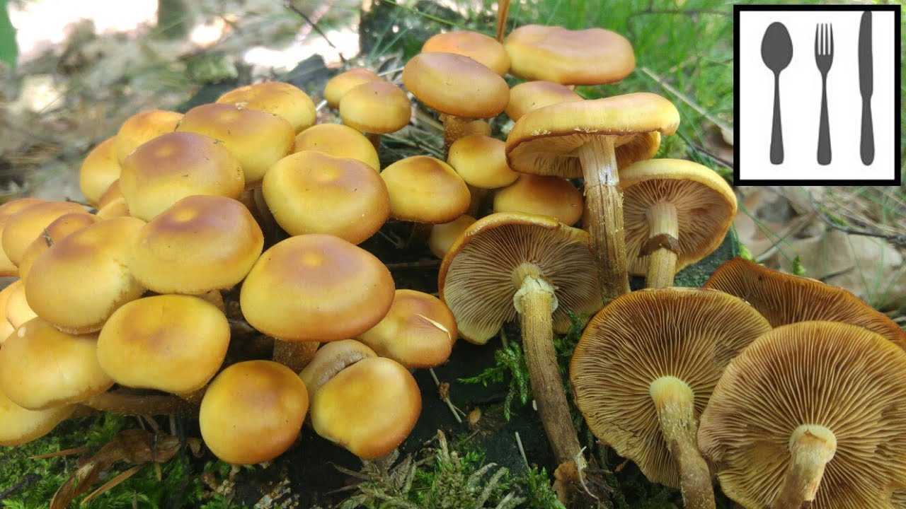 Łuszczak zmienny (Kuehneromyces mutabilis) Jaworzno 06.06.2018
