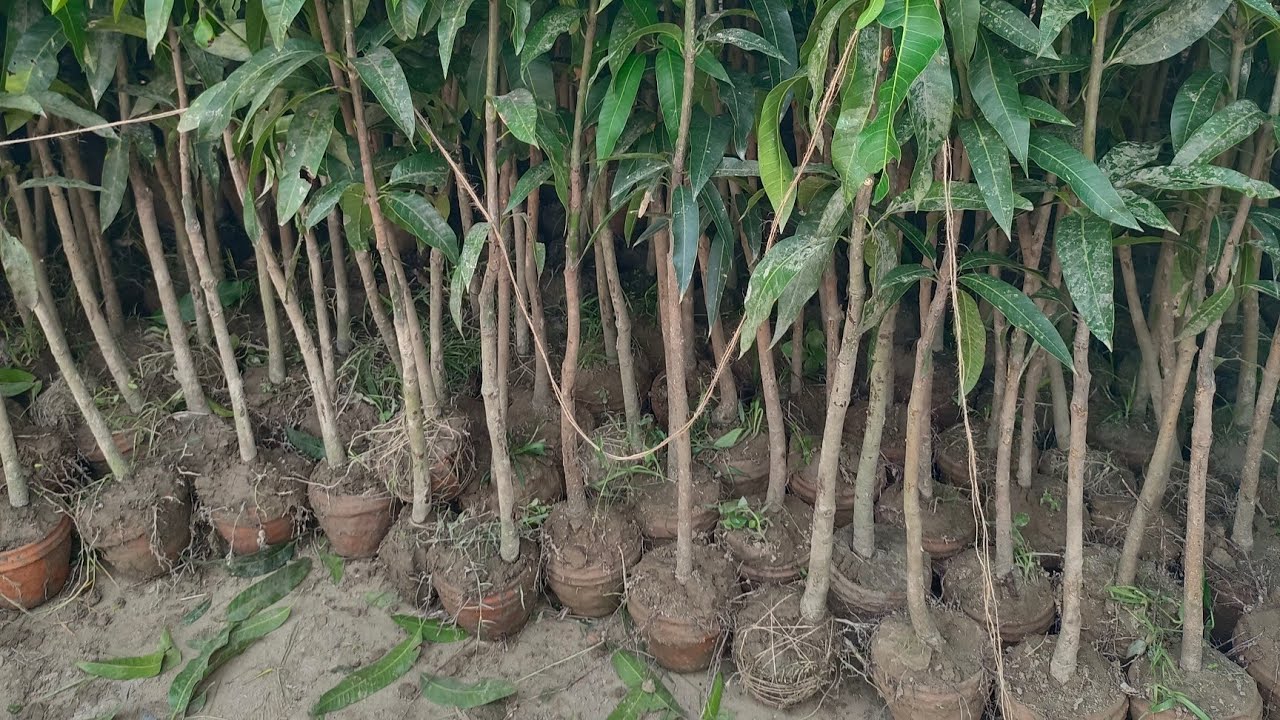 নওগাঁ সাপাহার নার্সারি থেকে আম গাছের চারা কিনুন। সারা বাংলাদেশে কুরিয়ার করে থাকে।🇧🇩+880 1733-593291