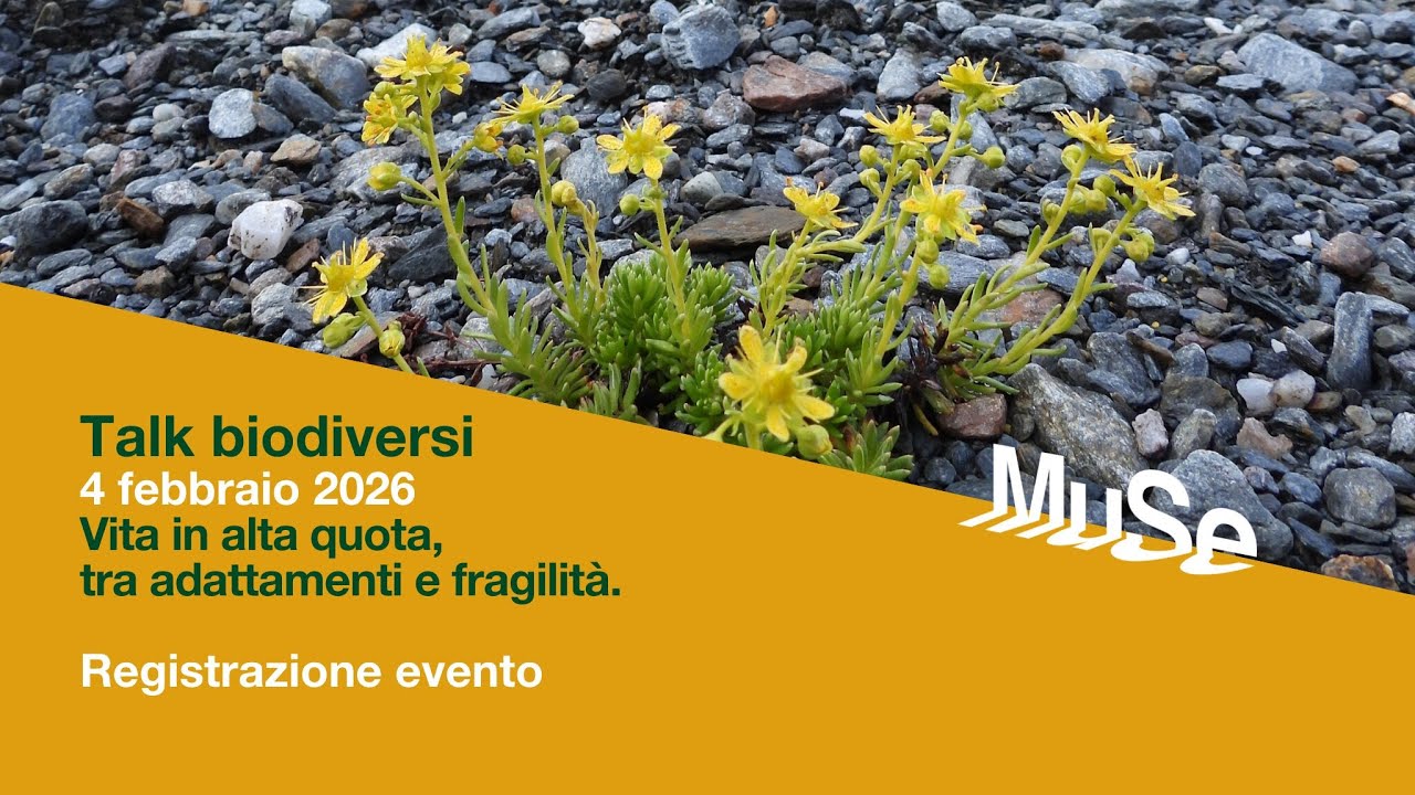 Talk biodiversi 2025-2026 #4 | Vita in alta quota, tra adattamenti e fragilità.