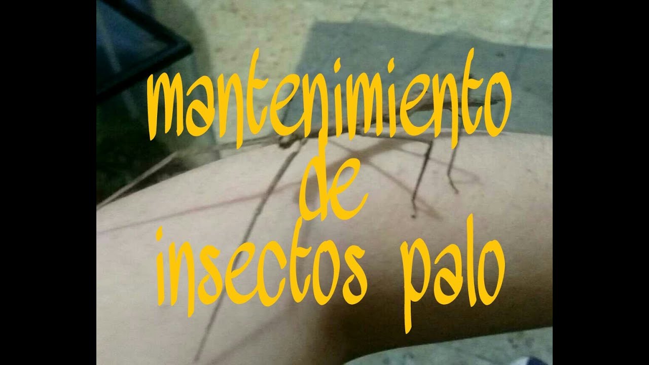 COMO MANTENER  Y REPRODUCIR INSECTOS PALO 🐜