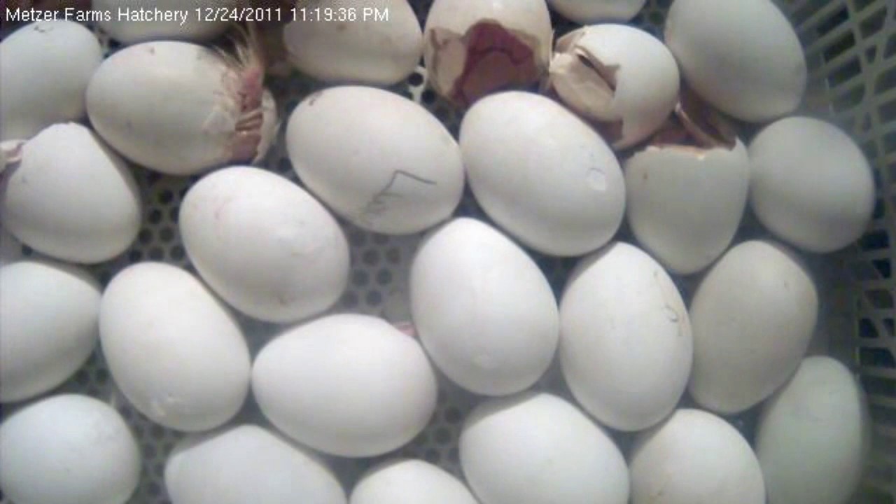 Ducklings Hatching