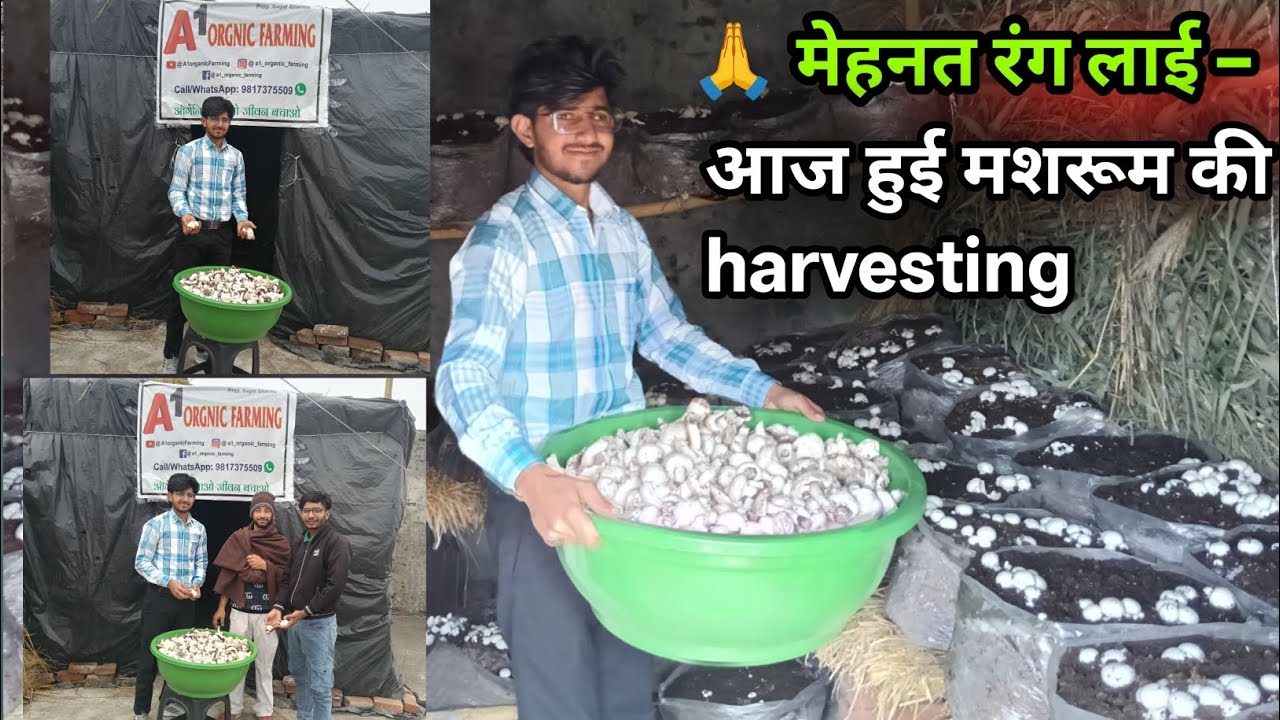 आज हुई मशरूम की Harvesting 🍄 | Button Mushroom Farming Success | A1 Organic Farming