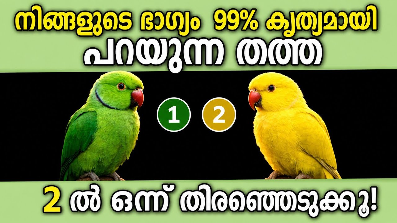 നിങ്ങളുടെ ഭാഗ്യം പറയുന്ന തത്ത 🦜 | പച്ചയോ മഞ്ഞയോ? | തൊടുകുറി ഫലം⭐Nakshathra voice