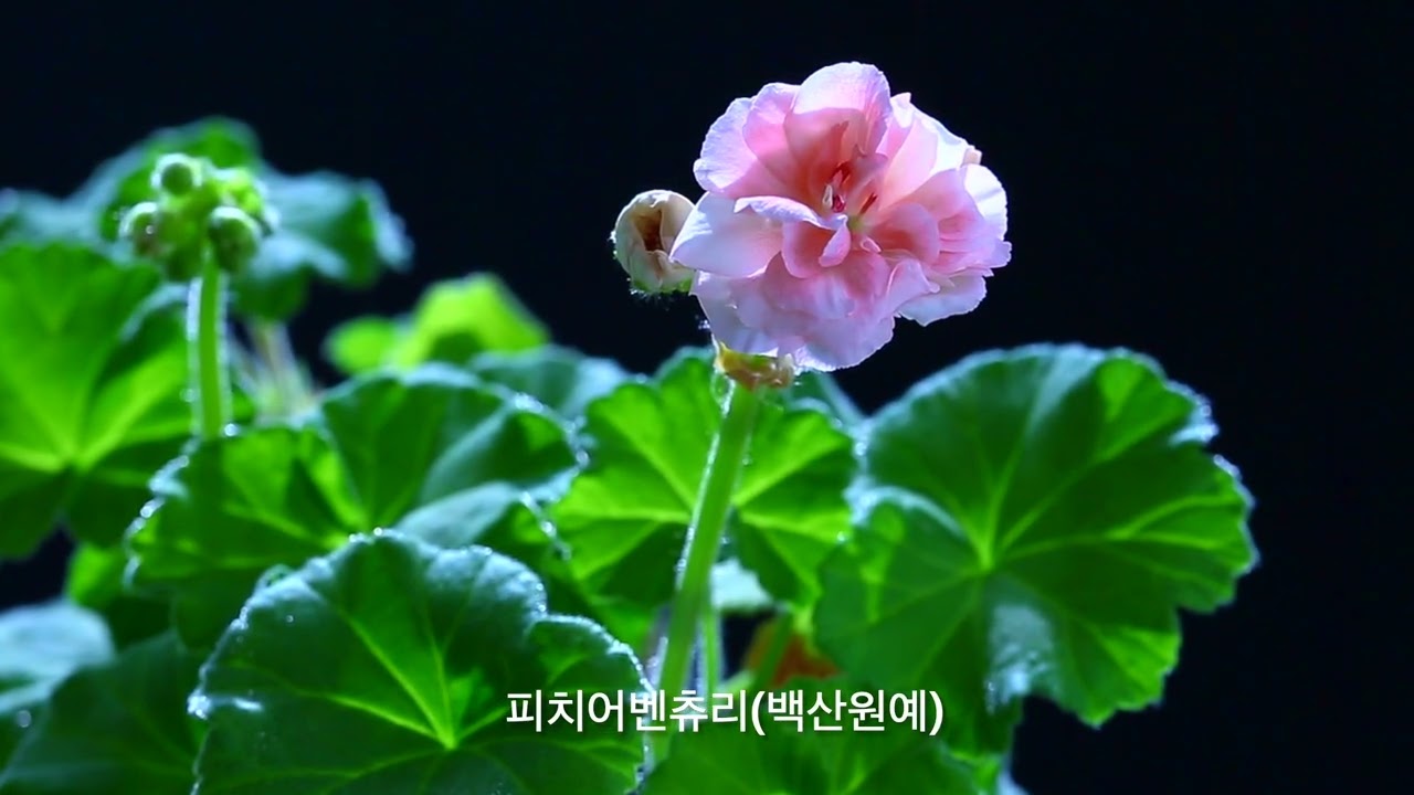 2026년 새해 복 많이 받으세요.... (AI 작곡/루시에 작사) #flowers #제라늄키우기 #가드닝 #베란다정원 #gardening #제라늄 #제라늄삽목