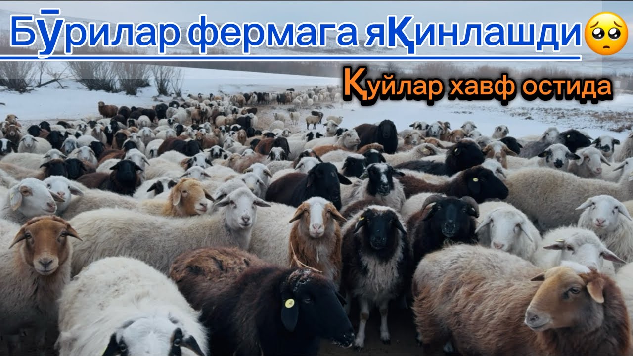 Кутилмаган таҳдид: Қуйлар қийин аҳволда😳#рекомендация #ферма #чорвачилик #узбекистан #россия 