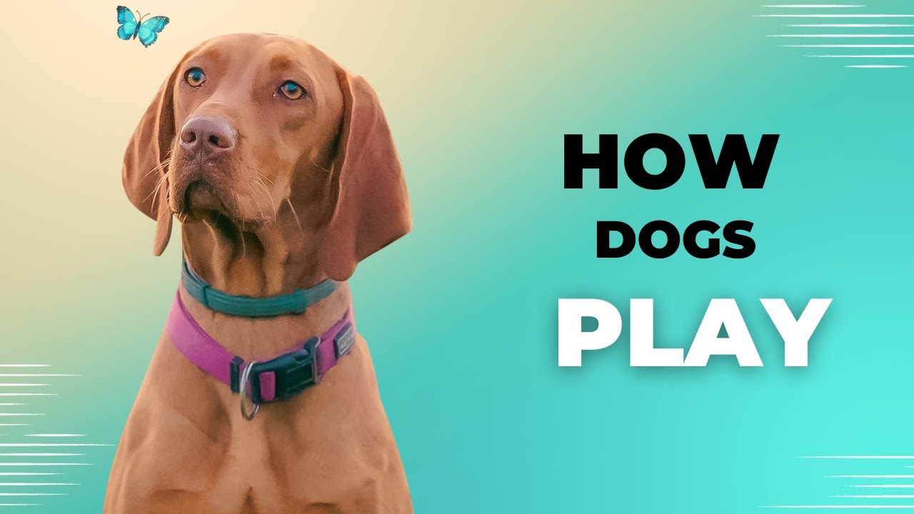 Healthy Dog Play: What to Look for and How to Encourage Positive Interactions