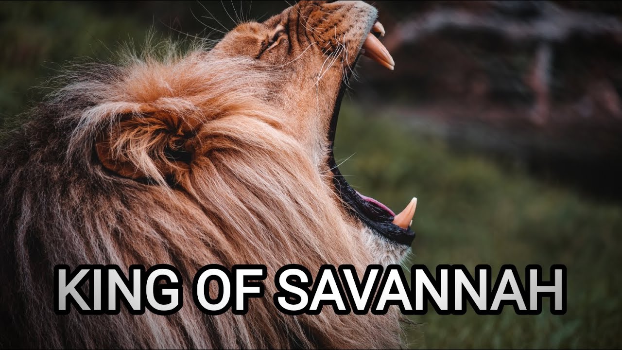Why Lions Are the Most Feared Predators in Africa