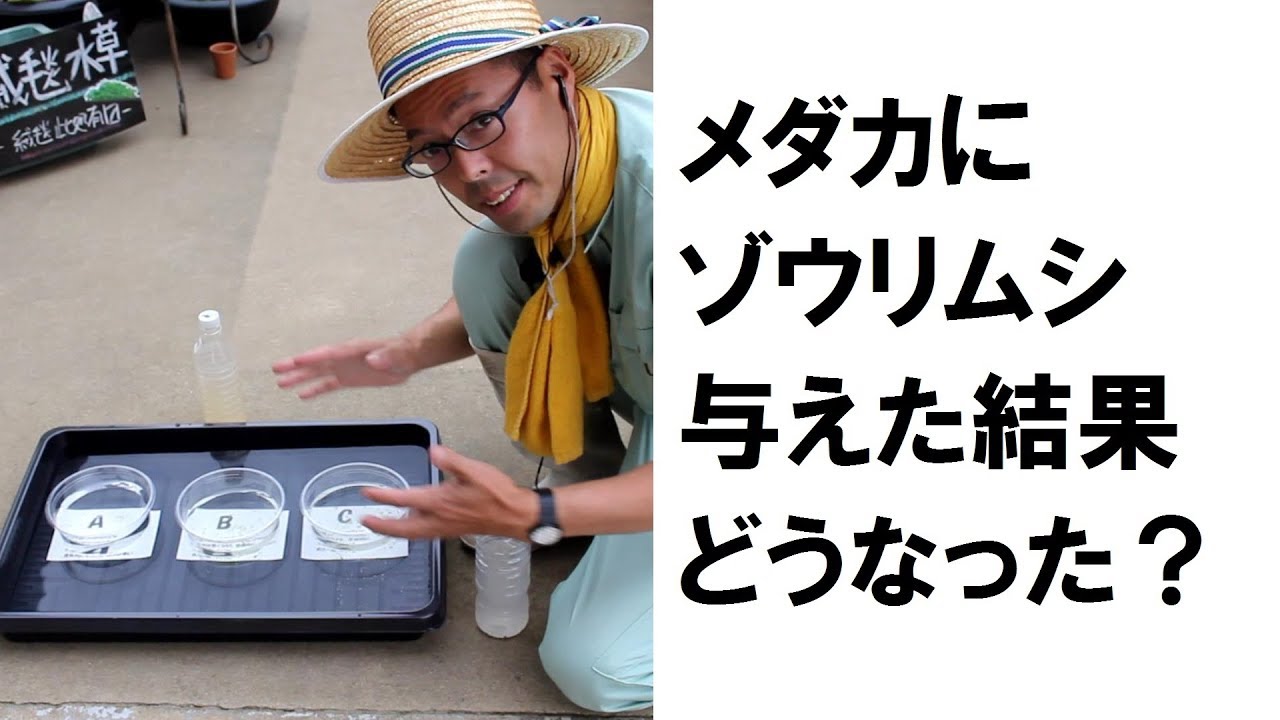 メダカにゾウリムシ与えた結果どうなった？