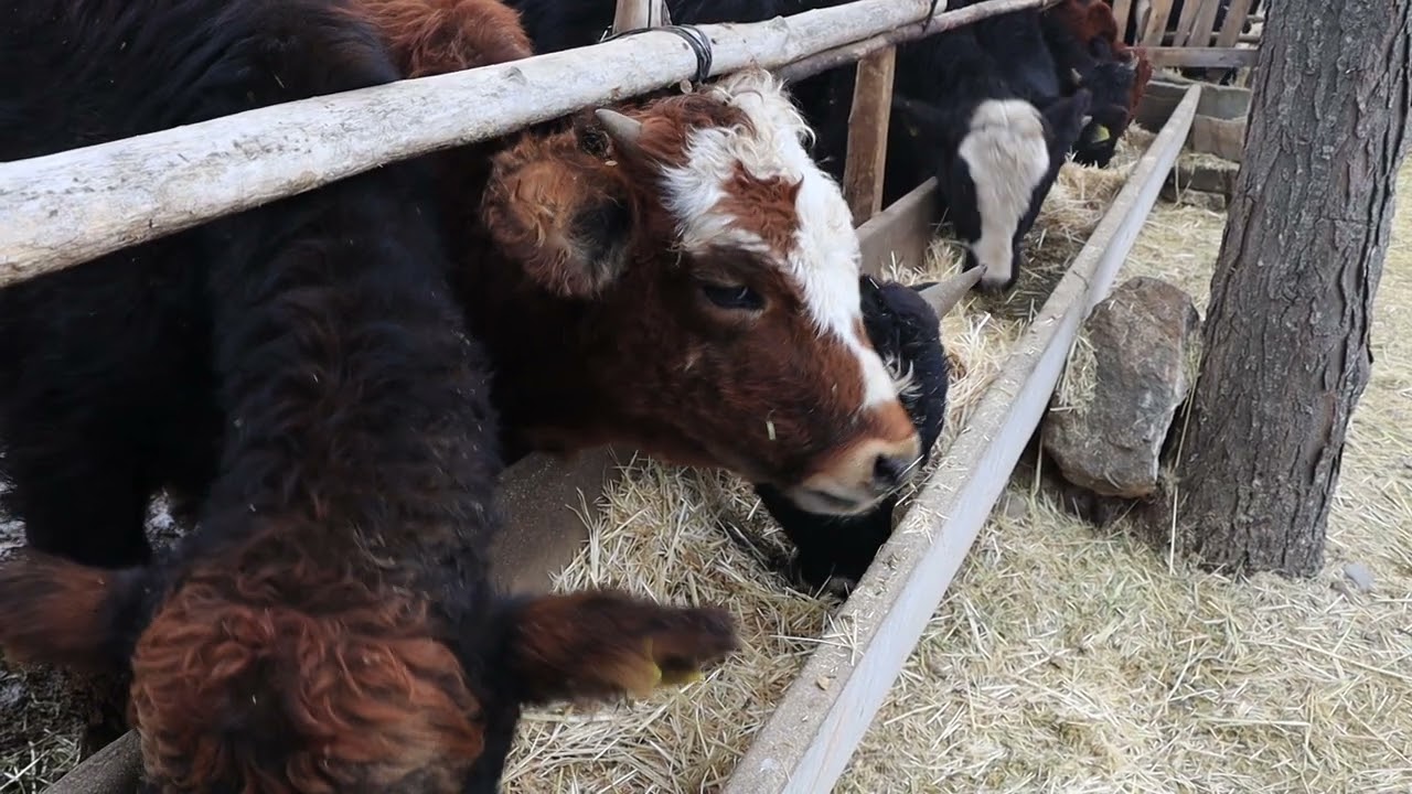 İNEKLERİN KARNINI DOYURUYORUZ :) #köy #cow #hayvanlar #villagelife #animals #meditasyon