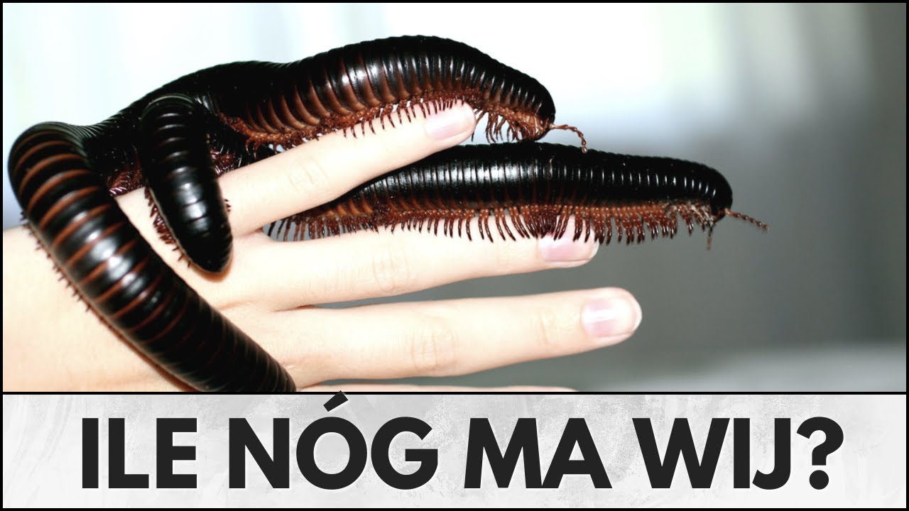 7 faktów o KROCIONOGACH