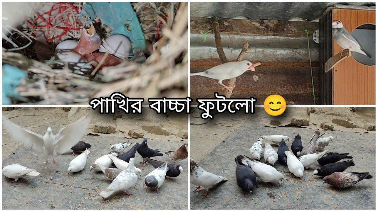 পাখির বাচ্চা ফুটলো 😊