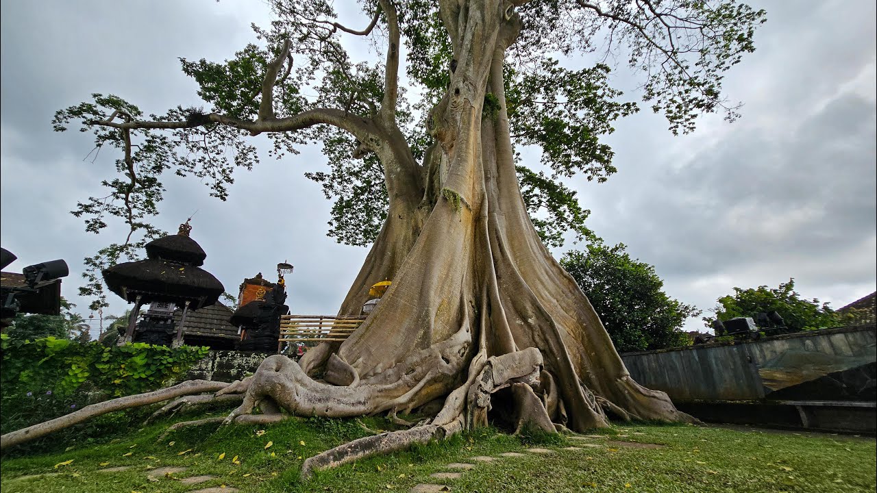 Bayan Ancient Tree &ndash; 700 Years Old, Bali, Indonesia 🇮🇩 4K Walking Tour