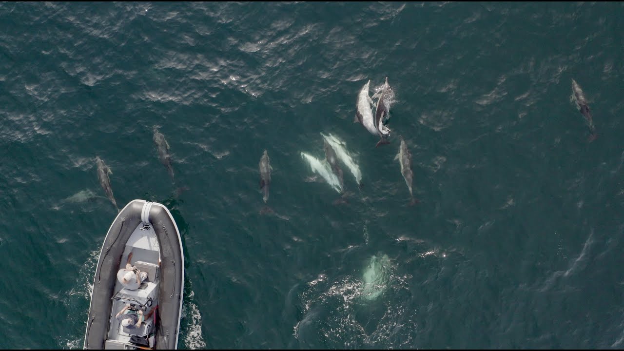 Kite Foil dans les îles Glénan + Dauphins