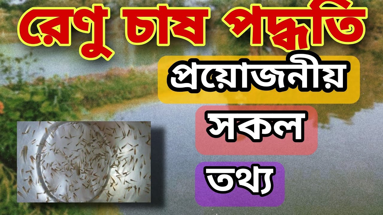 কিভাবে রেণু চাষ করবেন : রেণুর পরিমান, খাবার, পরিচর্যা ও অন্যান্য করণীয়। Fish Fingerlings Culture.