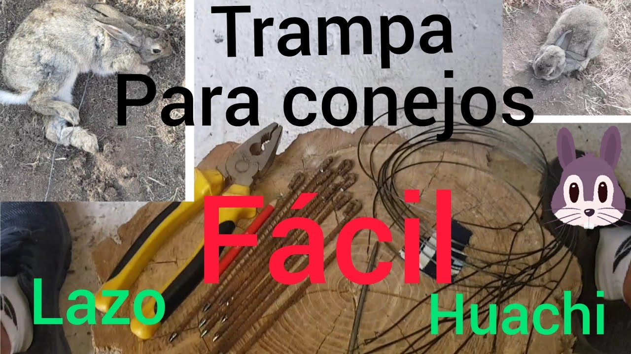 como hacer lazos//huachis// trampa de supervivencia para atrapar conejos