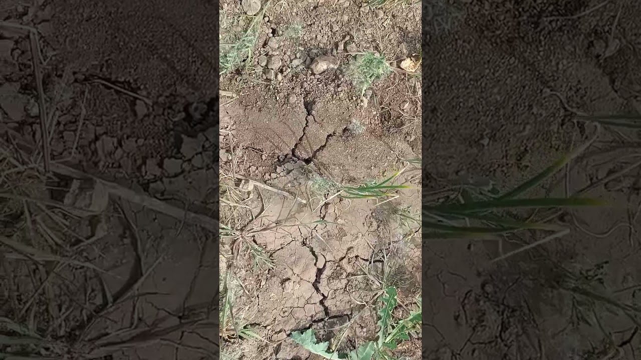 Farmers' crop damage caused by irresponsibility of electricity executives