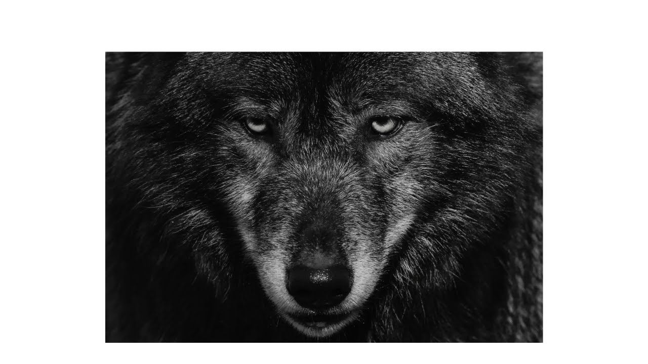 🐺 Arquétipo do LOBO | Intuição, Liberdade e Força Instintiva 🐺🌕 | Psicologia dos Arquétipos