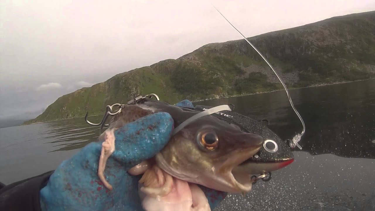 Baithead rigged with cod, halibut fishing Norway