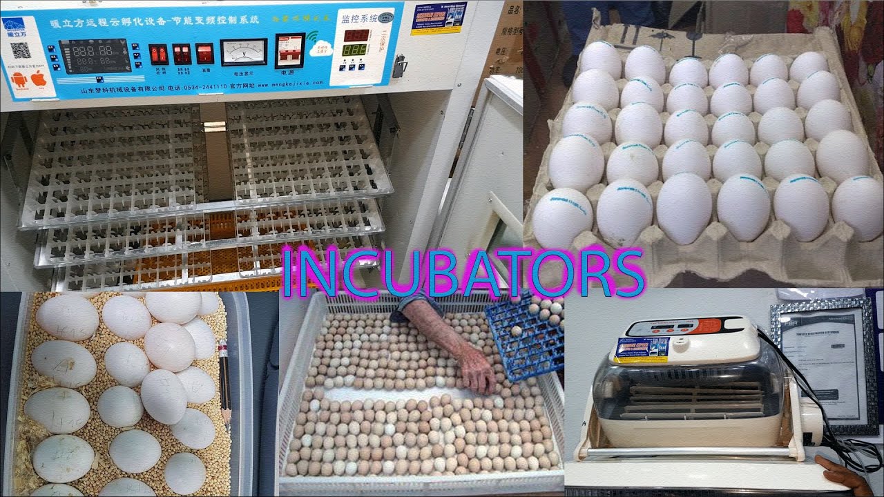 Incubator Shop in Multan Macaw eggs Chicken eggs Grey Parrot Eggs Incubate