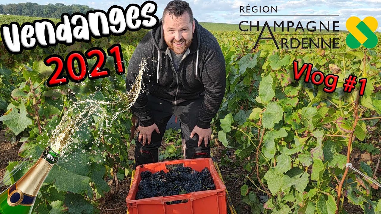 Je test les VENDANGES pour mon 1er VLOG (Ca fait mal !!!)