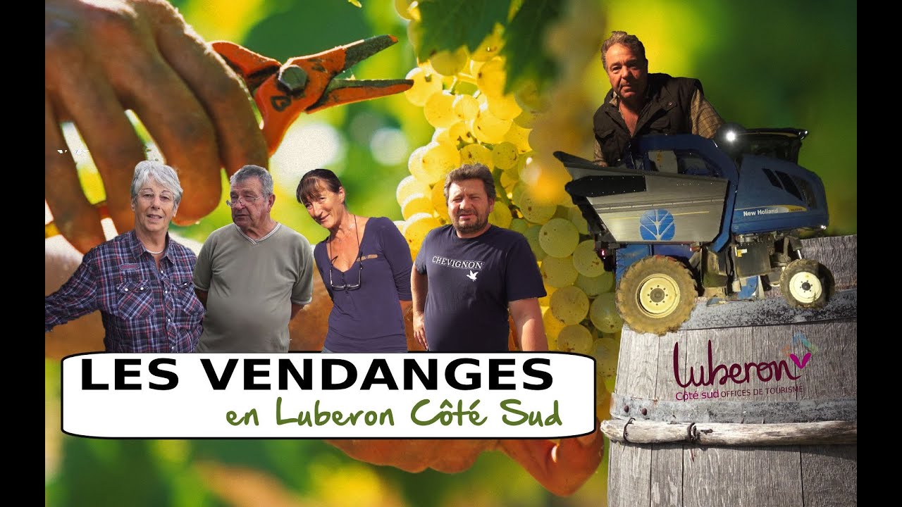 Les vendanges en Luberon Côté Sud