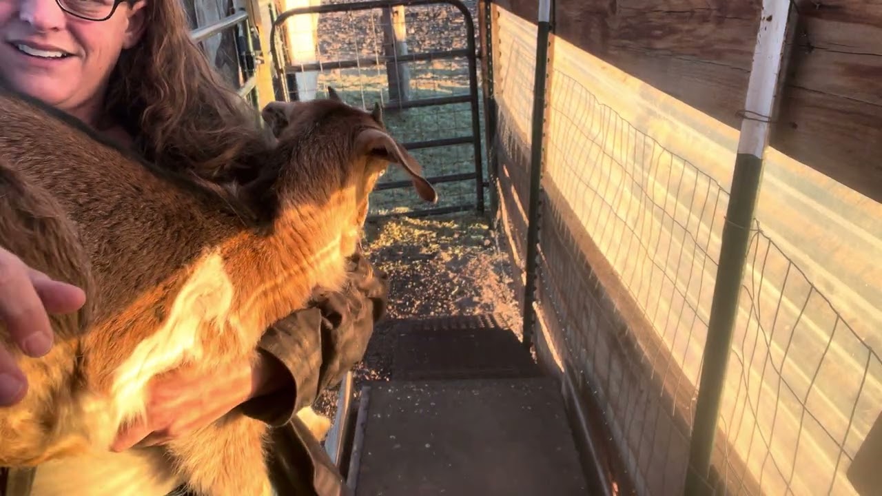 60 day weights for HHHR Kikos. Sweetpea’s twins. 