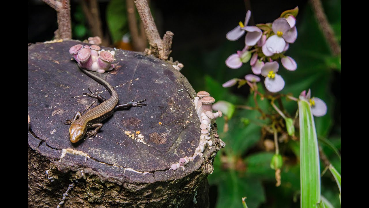 Mushroom growing - The journey of Lizard, Snail,Diplopoda in Mushroom World - Time-lapse photography