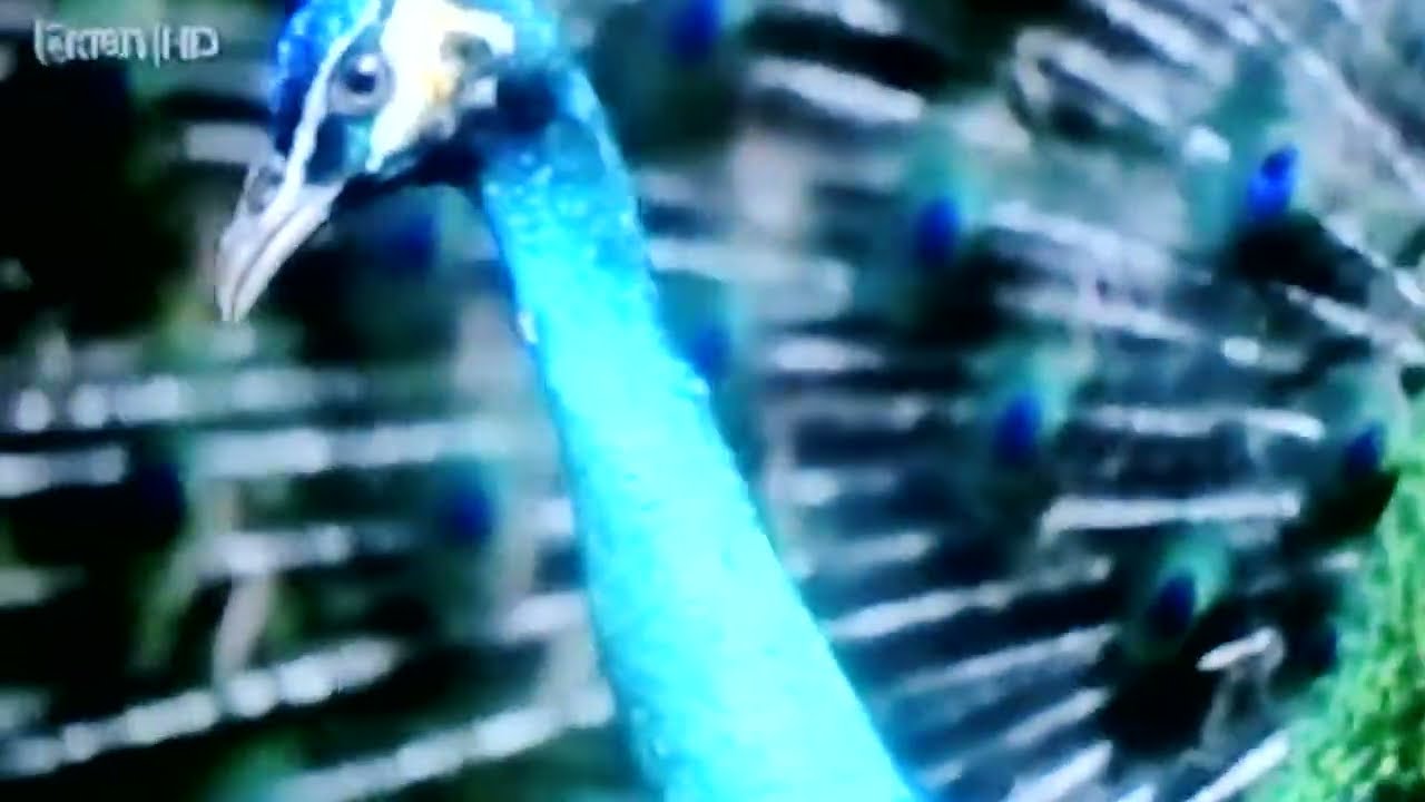 TV Klan HD - Digital Branding / Jingle 11 (2012-2024) (Official Video 2022)