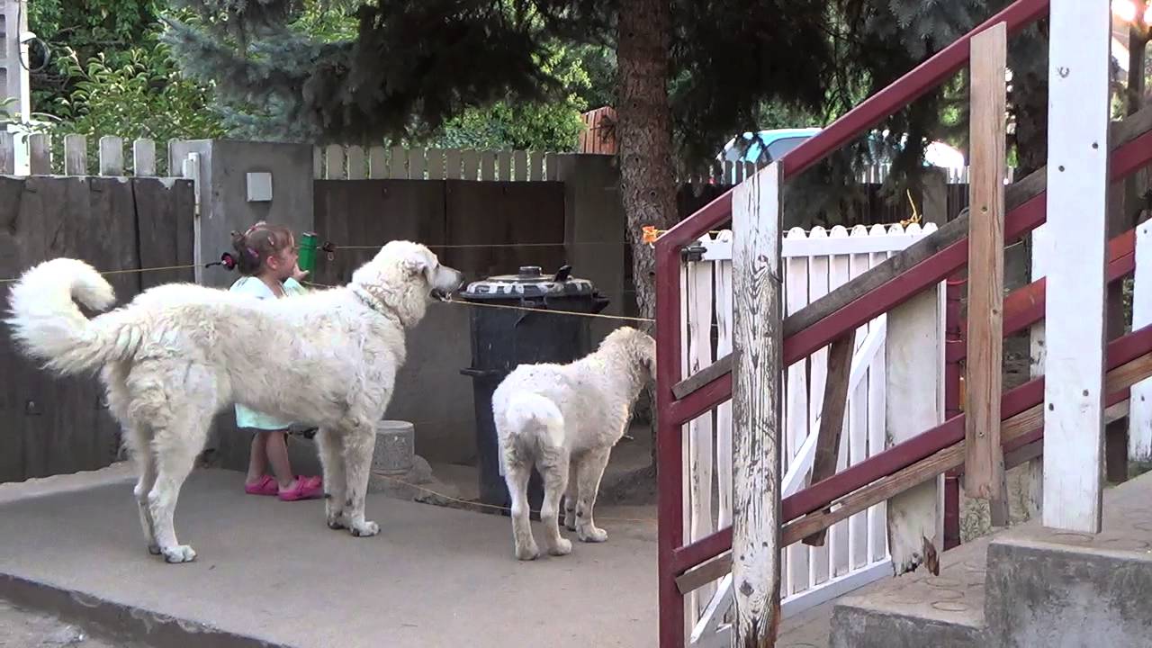 A három házörző Hungary Pentelei Molnár Kuvasz Kennel
