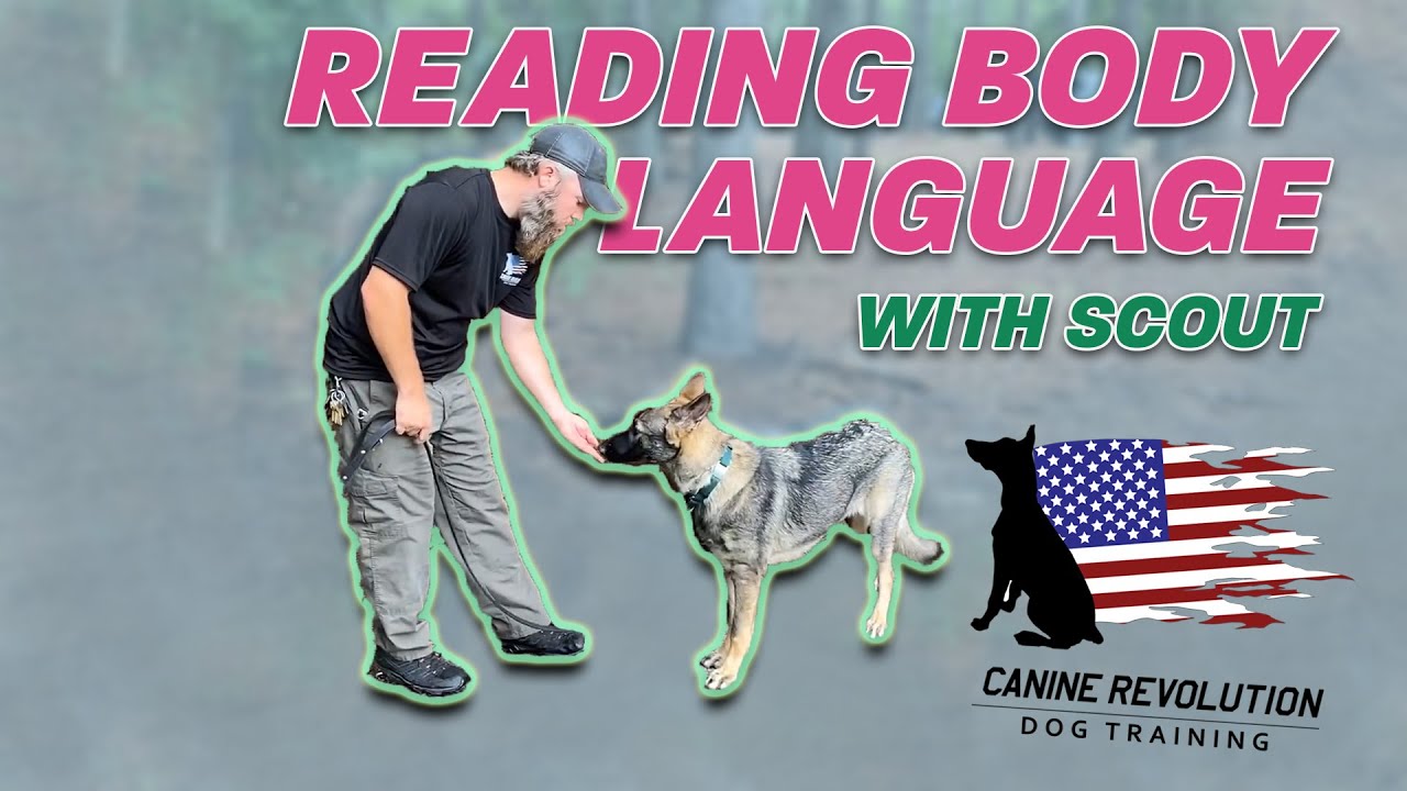 Making Observations in Dog Behavior and Body Language