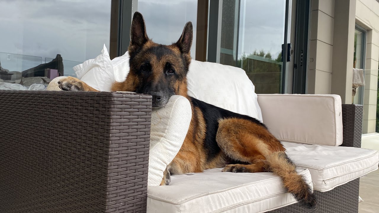 German shepherd getting comfortable on couch
