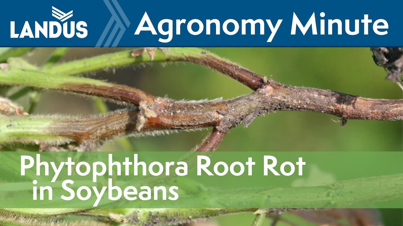 Phytophthora Root Rot in Soybeans | Agronomy Minute