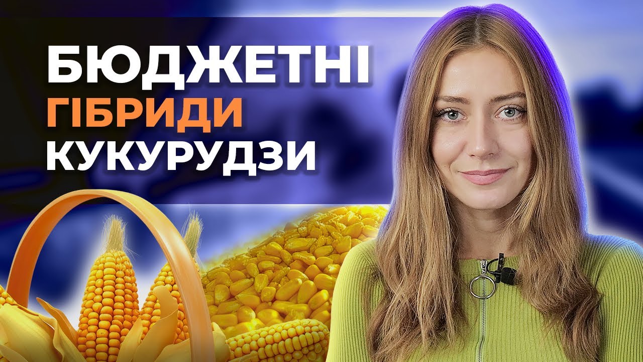 ТОП БЮДЖЕТНИХ ГІБРИДІВ КУКУРУДЗИ ДЛЯ СТЕПУ #Агротоп