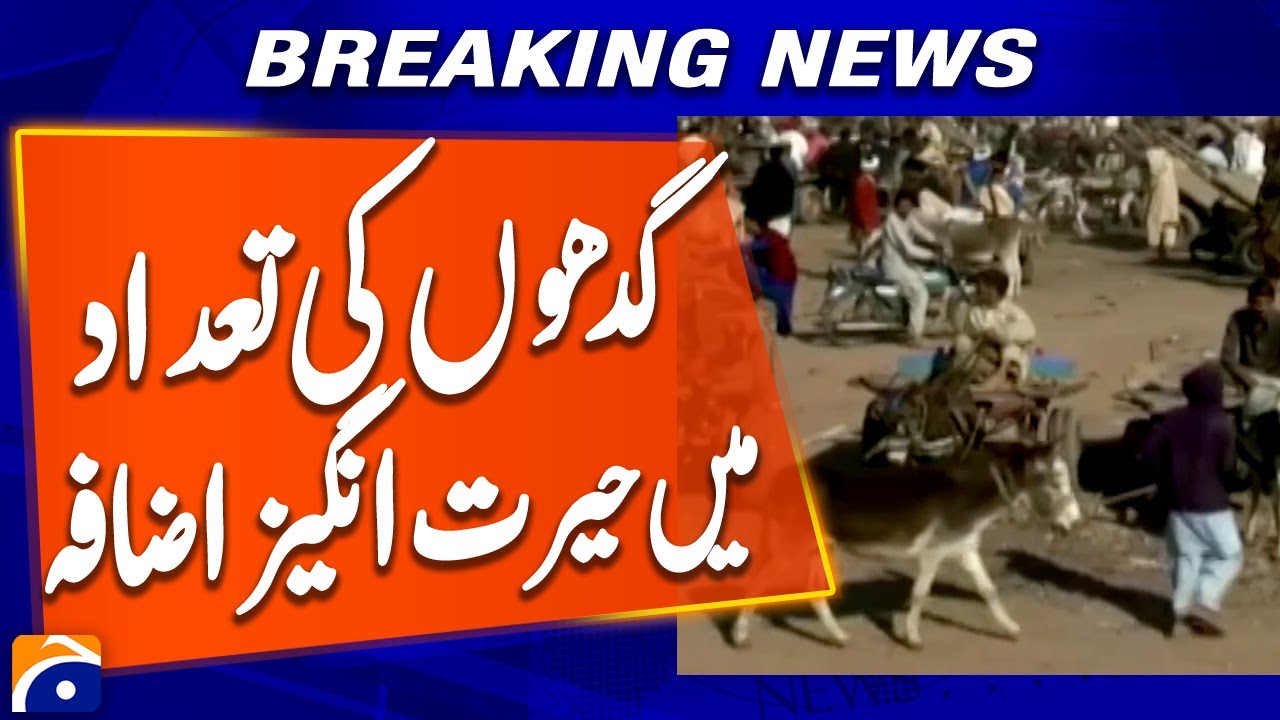 Donkey Numbers Soar in Pakistan: 109,000 Increase in One Year | Breaking News