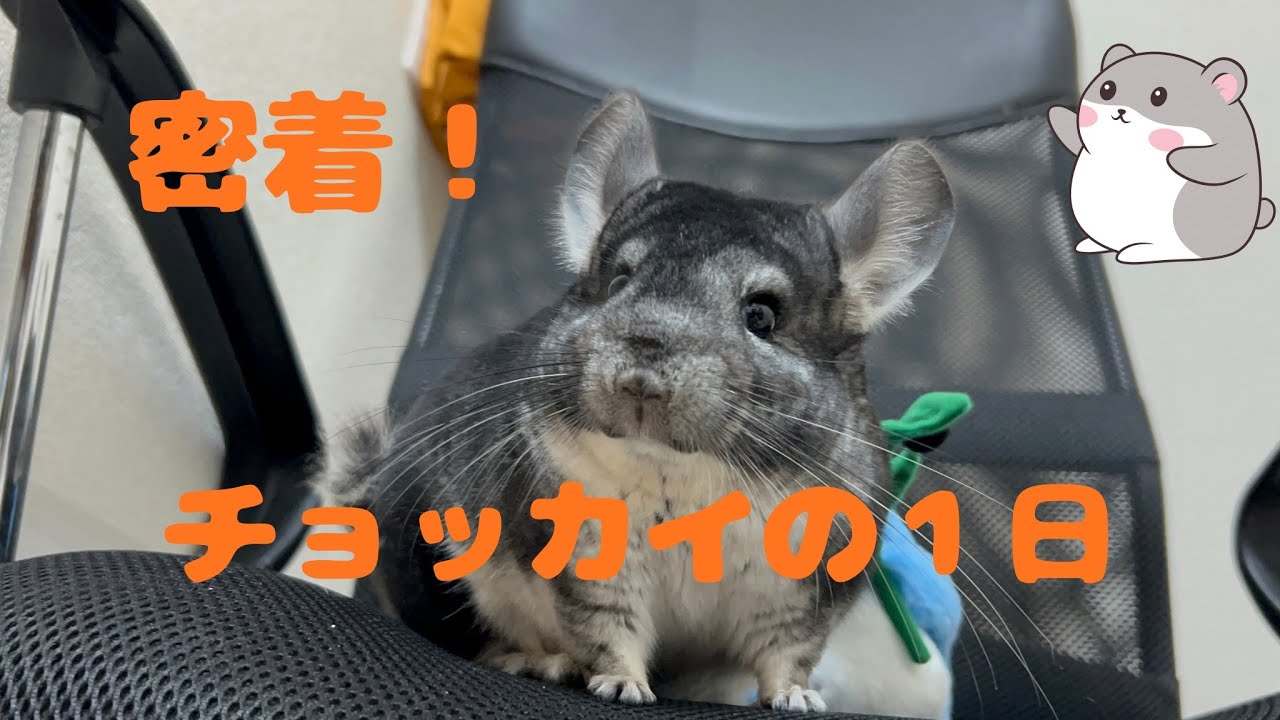 チンチラのチョッカイの１日に密着してみました🐭