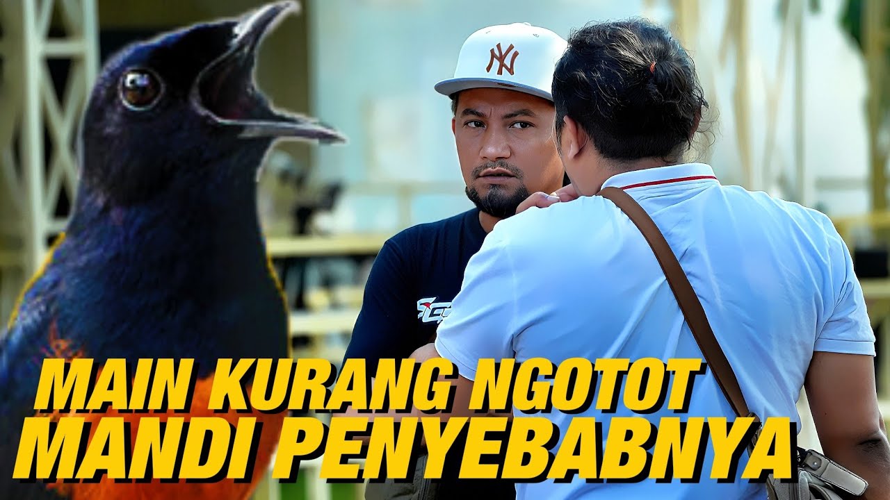 KEBIASAAN YANG MENYEBABKAN MURAI BATU KERJANYA KURANG SEREM