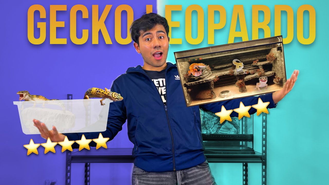 TUPPER O TERRARIO GECKO LEOPARDO I ¿CUAL ES MEJOR?