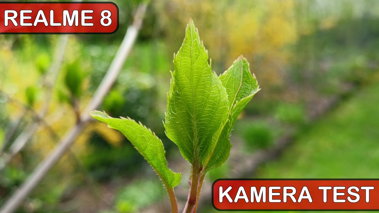 Realme 8 Kamera Test