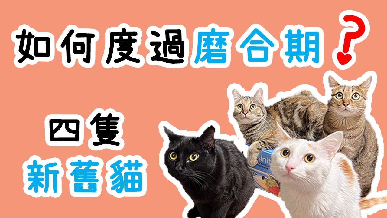 養新貓|接新貓|要接新貓怎麼辦|舊貓見新貓|新舊貓|兩貓相處|舊貓不喜歡新貓怎麼辦