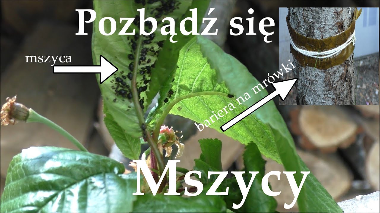 Mszyce - Jak się ich pozbyć