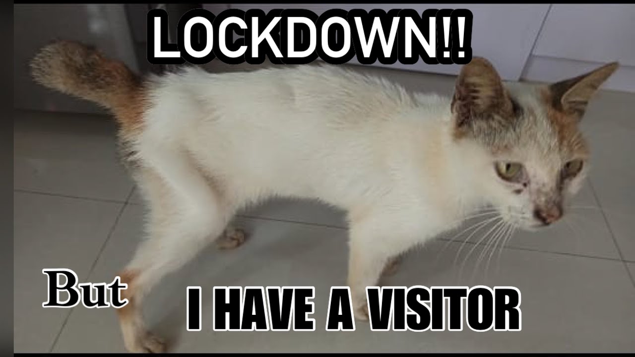 LOCKDOWN!! But I can still carry out my work mission. Finally!! she found her forever home.