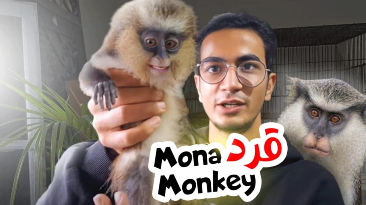 ألطف قرد ممكن تشوفه _ قرد المونا Mona Monkey