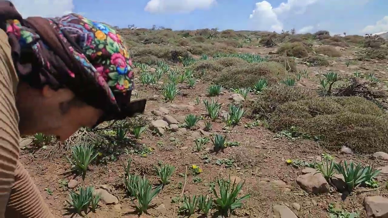 ilkbahar Bingöl yaylaları çiriş toplama zamani